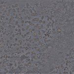 135014074-2.jpg