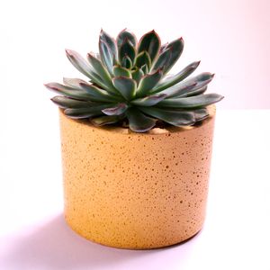 Matera Sander 10Cm