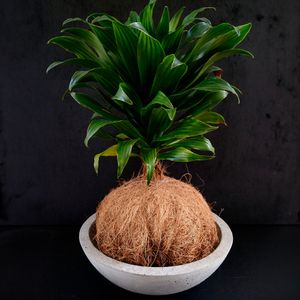 Base Para Kokedama 21Cm